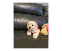4 Shihpoo puppies available - 10