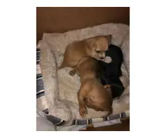 3 Chiweenie Puppies - 6