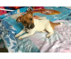 Adorable Tri Jack Russell Terrier Male