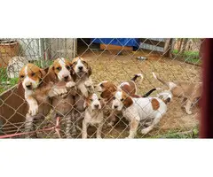 5 English Coonhound Puppies for Sale - 2