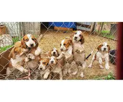 5 English Coonhound Puppies for Sale - 3