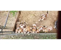 5 English Coonhound Puppies for Sale - 4