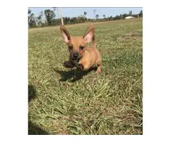 Mini boy dachshund puppy for sale