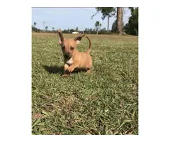 Mini boy dachshund puppy for sale - 2