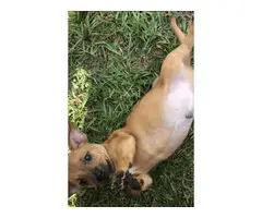 Mini boy dachshund puppy for sale - 3