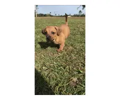 Mini boy dachshund puppy for sale - 4