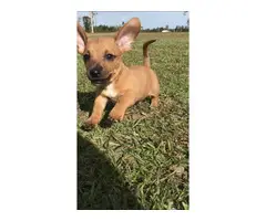Mini boy dachshund puppy for sale - 5