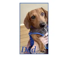 Mini boy dachshund puppy for sale - 6
