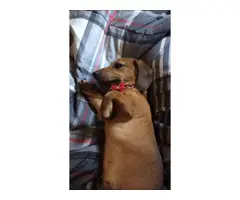 Mini boy dachshund puppy for sale - 7