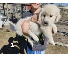 6 great pyrenees puppies for sal3