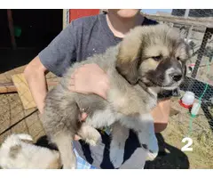 6 great pyrenees puppies for sal3 - 2