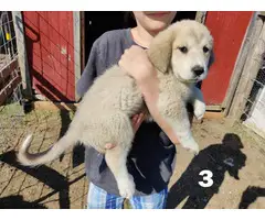 6 great pyrenees puppies for sal3 - 3