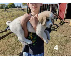 6 great pyrenees puppies for sal3 - 4