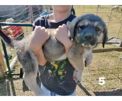 6 great pyrenees puppies for sal3 - 5