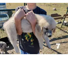 6 great pyrenees puppies for sal3 - 6