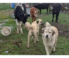 6 great pyrenees puppies for sal3 - 8