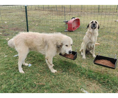 puppies pyrenees sal3 euless texas