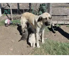 6 great pyrenees puppies for sal3 - 12