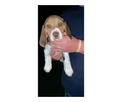 3 beagle puppies looking for their new home