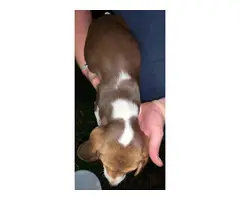 3 beagle puppies looking for their new home - 2