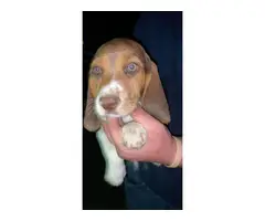 3 beagle puppies looking for their new home - 3