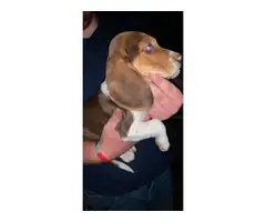 3 beagle puppies looking for their new home - 4