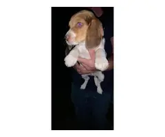 3 beagle puppies looking for their new home - 5