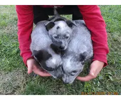3 blue heeler puppies for sale - 5