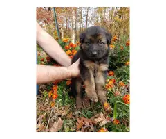 4 females and 2 males purebred German Shepherd puppies