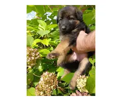 4 females and 2 males purebred German Shepherd puppies - 3