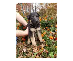 4 females and 2 males purebred German Shepherd puppies - 6