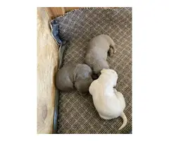 3 purebred Lab puppies Left - 6