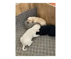3 purebred Lab puppies Left - 7