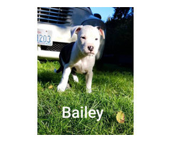 Two Bull Boxer Puppies for Sale in Hillsboro, Oregon ...