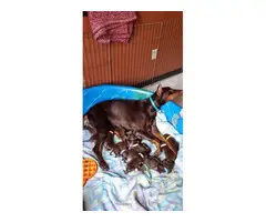 Red Doberman Puppies for Sale