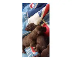 Red Doberman Puppies for Sale - 3