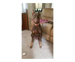 Red Doberman Puppies for Sale - 5