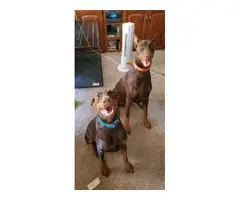 Red Doberman Puppies for Sale - 6