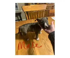 Three Bull Terriers Available