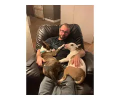 Three Bull Terriers Available - 2