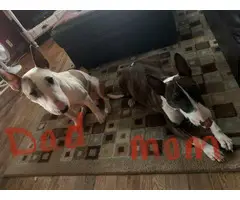 Three Bull Terriers Available - 3