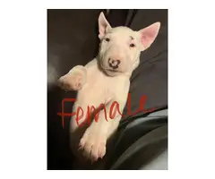Three Bull Terriers Available - 6