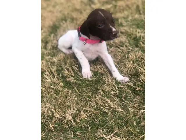 AKC German Shorthaired Pointers - 2/12