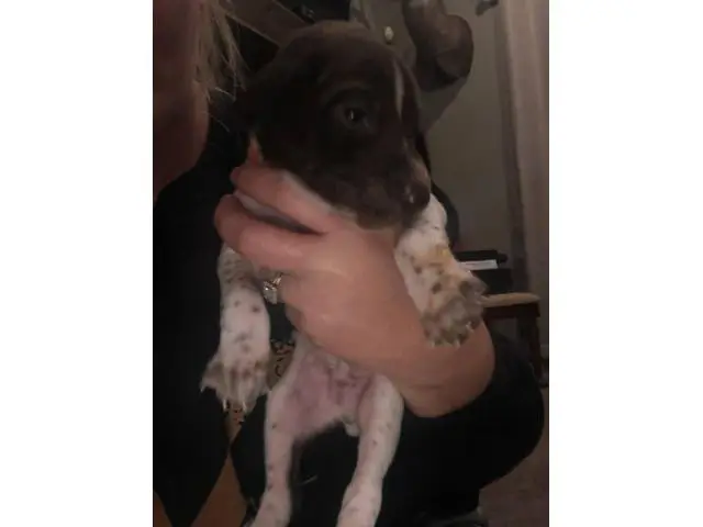 AKC German Shorthaired Pointers - 10/12