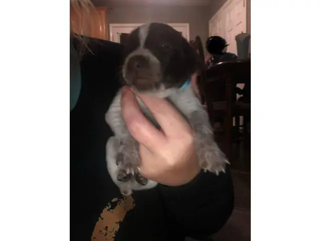 AKC German Shorthaired Pointers - 11/12