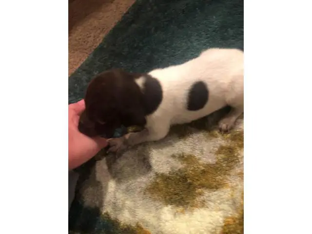 AKC German Shorthaired Pointers - 12/12
