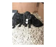 Four Standard Poodle Pups Available