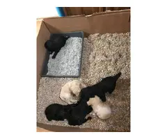 Four Standard Poodle Pups Available - 2