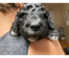 Four Standard Poodle Pups Available - 6