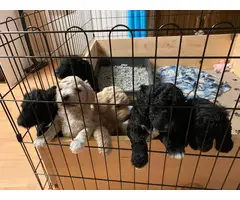 Four Standard Poodle Pups Available - 7